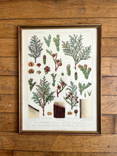 Charger l'image dans la galerie, PLANCHE CHAMAECYPARIS OBTUSA"