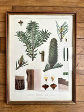 Charger l'image dans la galerie, PLANCHE "ABIES FIRMA"