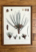 Charger l'image dans la galerie, ILLUSTRATION "PINUS RESINOSA"