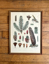 Charger l'image dans la galerie, PLANCHE "ABIES NUMIDICA"