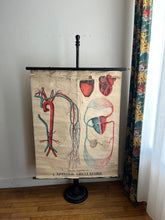 Charger l'image dans la galerie, AFFICHE ANATOMIQUE "DEYROLLE"
