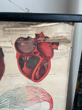 Charger l'image dans la galerie, AFFICHE ANATOMIQUE "DEYROLLE"