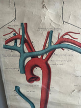 Charger l'image dans la galerie, AFFICHE ANATOMIQUE "DEYROLLE"