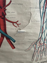 Charger l'image dans la galerie, AFFICHE ANATOMIQUE "DEYROLLE"