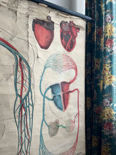 Charger l'image dans la galerie, AFFICHE ANATOMIQUE "DEYROLLE"