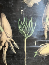 Charger l'image dans la galerie, PLANCHE MURALE D'HISTOIRE NATURELLE