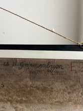 Charger l'image dans la galerie, PLANCHE MURALE D'HISTOIRE NATURELLE