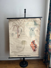 Charger l'image dans la galerie, AFFICHE "DEYROLLE"  LES ANIMAUX RAYONNÉS