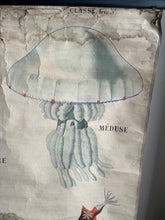 Charger l'image dans la galerie, AFFICHE "DEYROLLE"  LES ANIMAUX RAYONNÉS