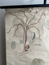 Charger l'image dans la galerie, AFFICHE "DEYROLLE"  LES ANIMAUX RAYONNÉS