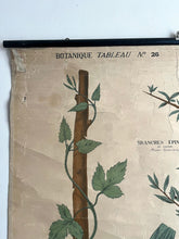 Charger l'image dans la galerie, ANCIENNE AFFICHE BOTANIQUE DEYROLLE