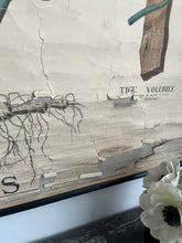 Charger l'image dans la galerie, ANCIENNE AFFICHE BOTANIQUE DEYROLLE