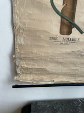 Charger l'image dans la galerie, ANCIENNE AFFICHE BOTANIQUE DEYROLLE