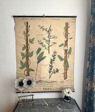 Charger l'image dans la galerie, ANCIENNE AFFICHE BOTANIQUE DEYROLLE