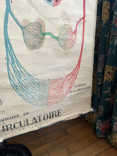 Charger l&#39;image dans la galerie, AFFICHE ANATOMIQUE &quot;DEYROLLE&quot;