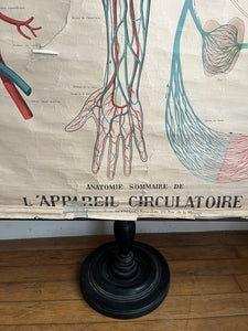 AFFICHE ANATOMIQUE "DEYROLLE"