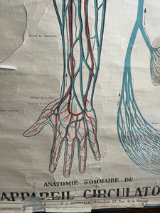 AFFICHE ANATOMIQUE "DEYROLLE"