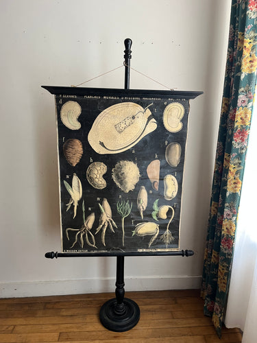 PLANCHE MURALE D'HISTOIRE NATURELLE