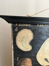 Charger l&#39;image dans la galerie, PLANCHE MURALE D&#39;HISTOIRE NATURELLE