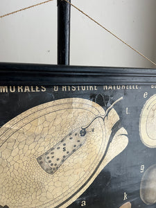 PLANCHE MURALE D'HISTOIRE NATURELLE
