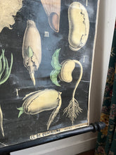 Charger l&#39;image dans la galerie, PLANCHE MURALE D&#39;HISTOIRE NATURELLE