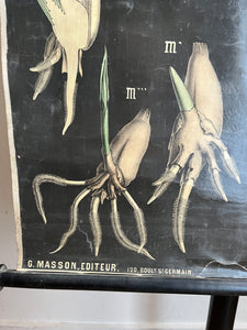 PLANCHE MURALE D'HISTOIRE NATURELLE