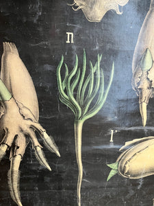 PLANCHE MURALE D'HISTOIRE NATURELLE