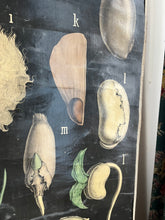 Charger l&#39;image dans la galerie, PLANCHE MURALE D&#39;HISTOIRE NATURELLE