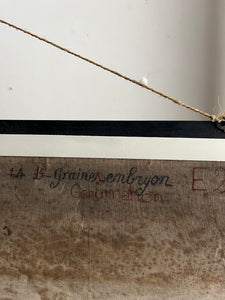 PLANCHE MURALE D'HISTOIRE NATURELLE