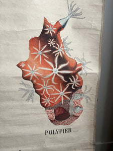 AFFICHE "DEYROLLE"  LES ANIMAUX RAYONNÉS
