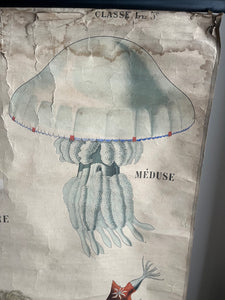 AFFICHE "DEYROLLE"  LES ANIMAUX RAYONNÉS