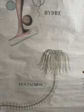 Charger l&#39;image dans la galerie, AFFICHE &quot;DEYROLLE&quot;  LES ANIMAUX RAYONNÉS