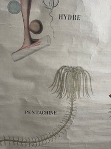 AFFICHE "DEYROLLE"  LES ANIMAUX RAYONNÉS