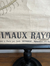 Charger l&#39;image dans la galerie, AFFICHE &quot;DEYROLLE&quot;  LES ANIMAUX RAYONNÉS