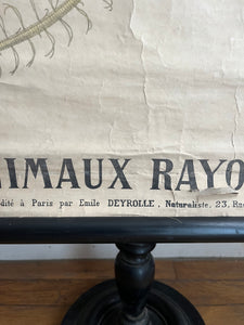 AFFICHE "DEYROLLE"  LES ANIMAUX RAYONNÉS