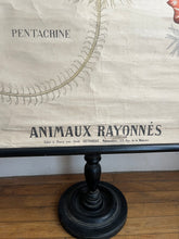 Charger l&#39;image dans la galerie, AFFICHE &quot;DEYROLLE&quot;  LES ANIMAUX RAYONNÉS
