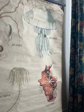 Charger l&#39;image dans la galerie, AFFICHE &quot;DEYROLLE&quot;  LES ANIMAUX RAYONNÉS