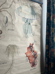 AFFICHE "DEYROLLE"  LES ANIMAUX RAYONNÉS